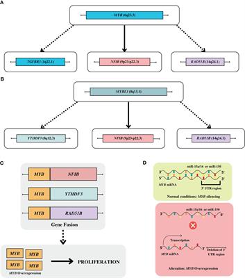Salivary glands adenoid cystic carcinoma: a molecular profile update and potential implications